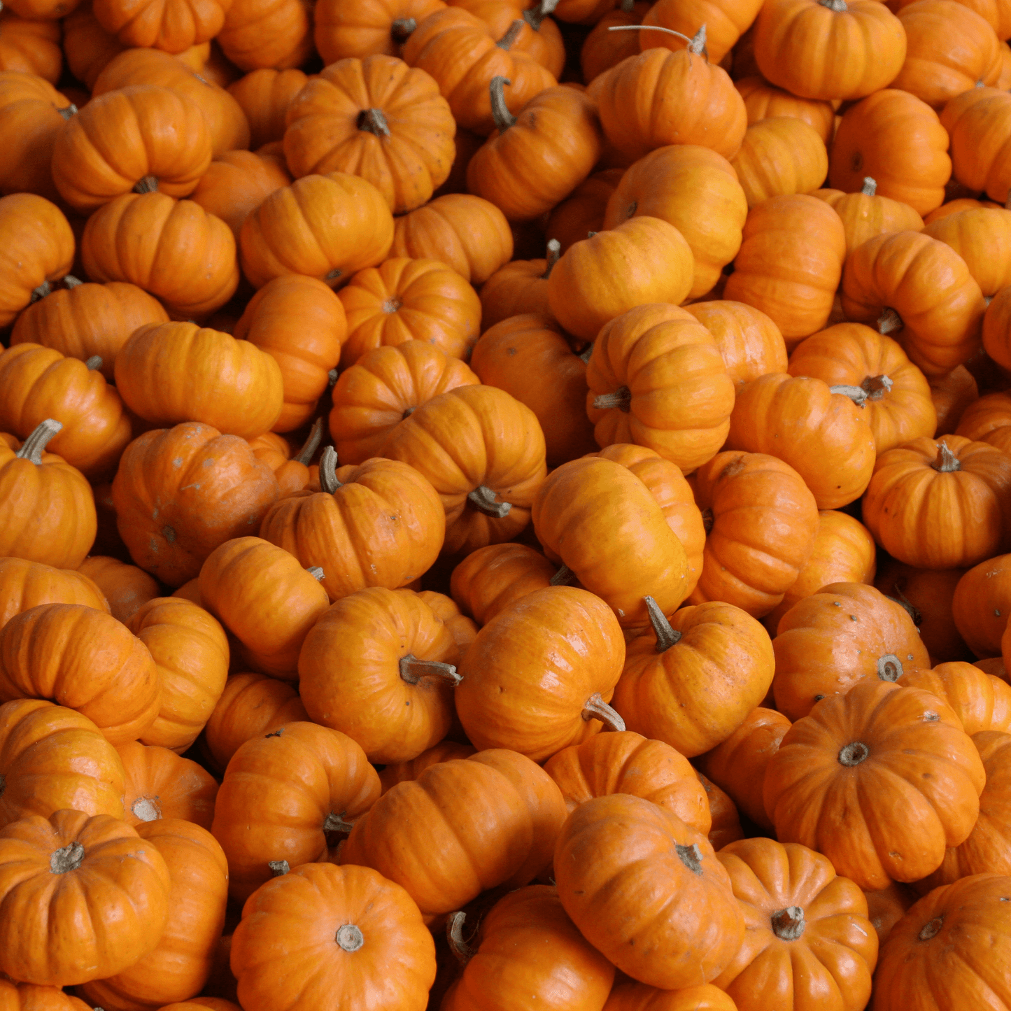 Jack Be Little Pumpkins - Hasty Roots