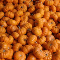 Jack Be Little Pumpkins - Hasty Roots