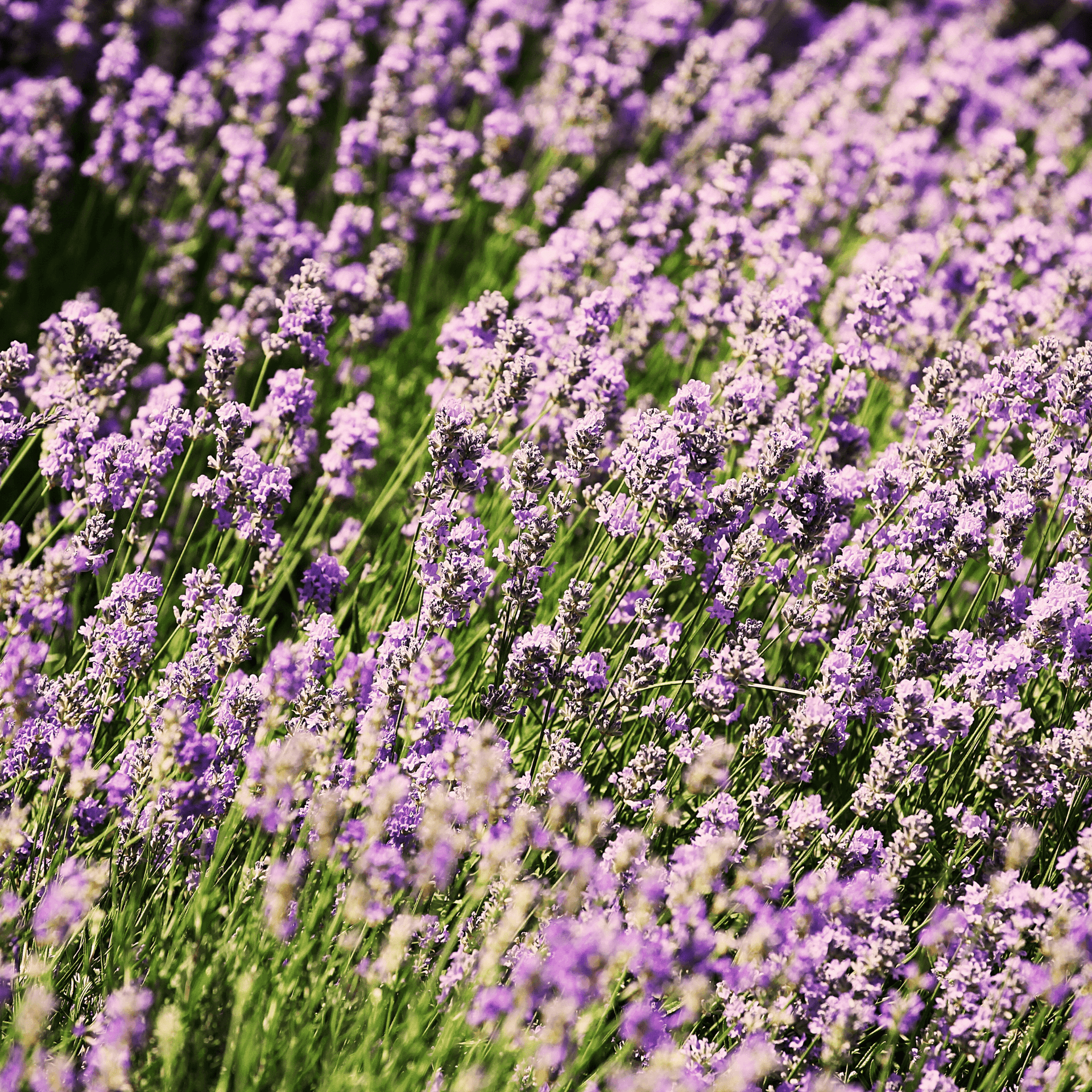 Flower Seeds