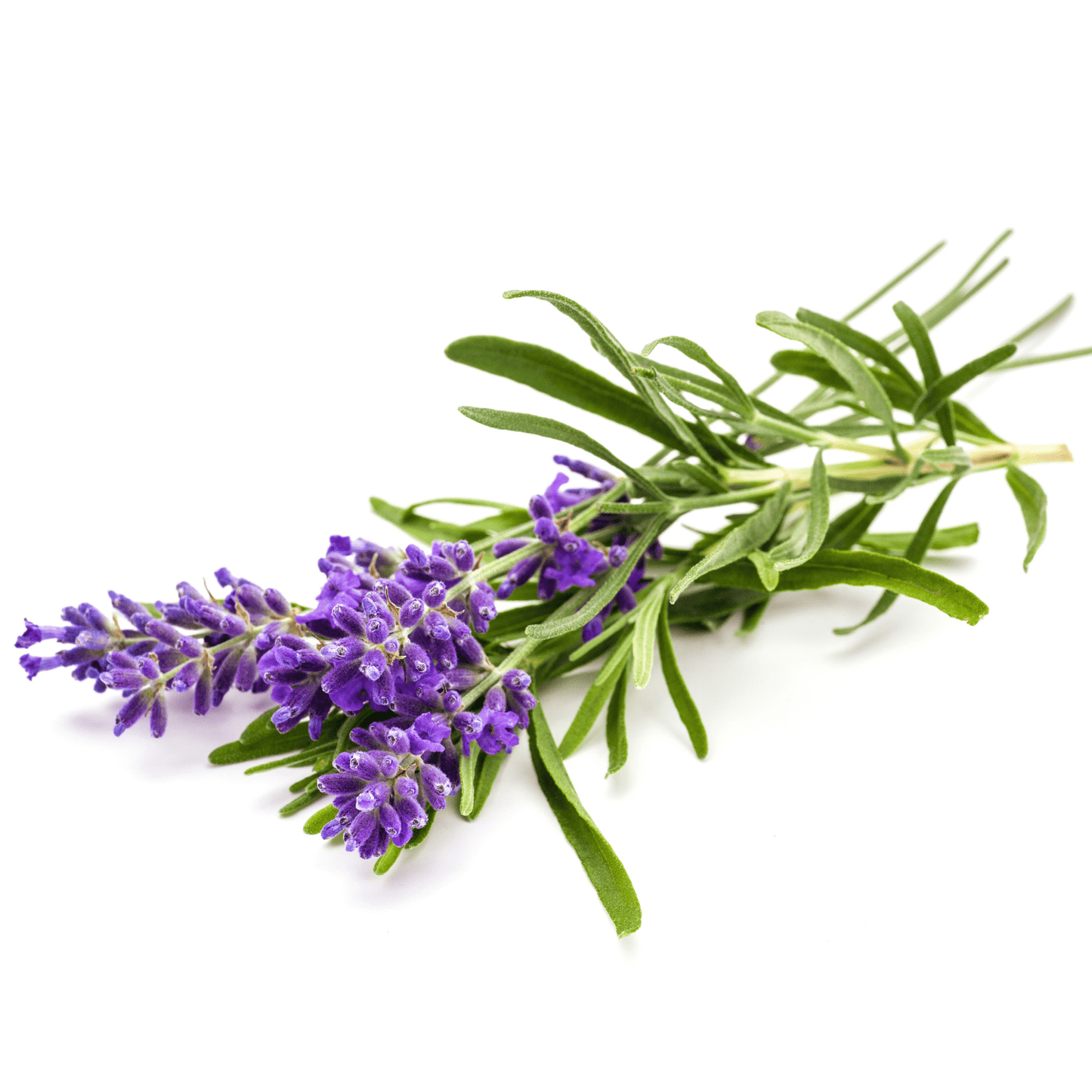 Lavender-English - Hasty Roots