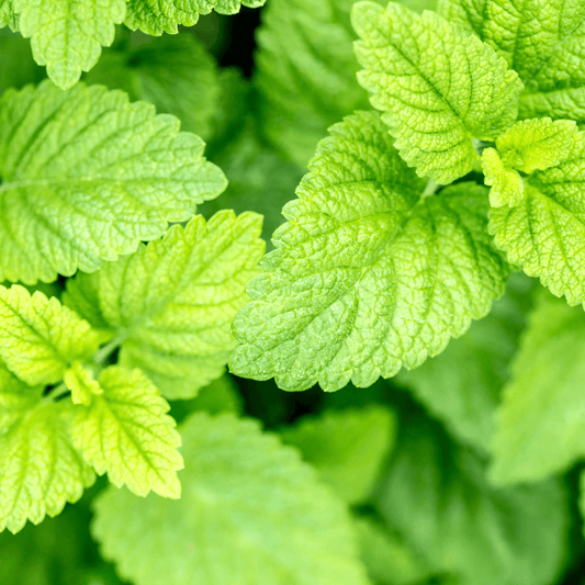 Lemon Balm - Hasty Roots