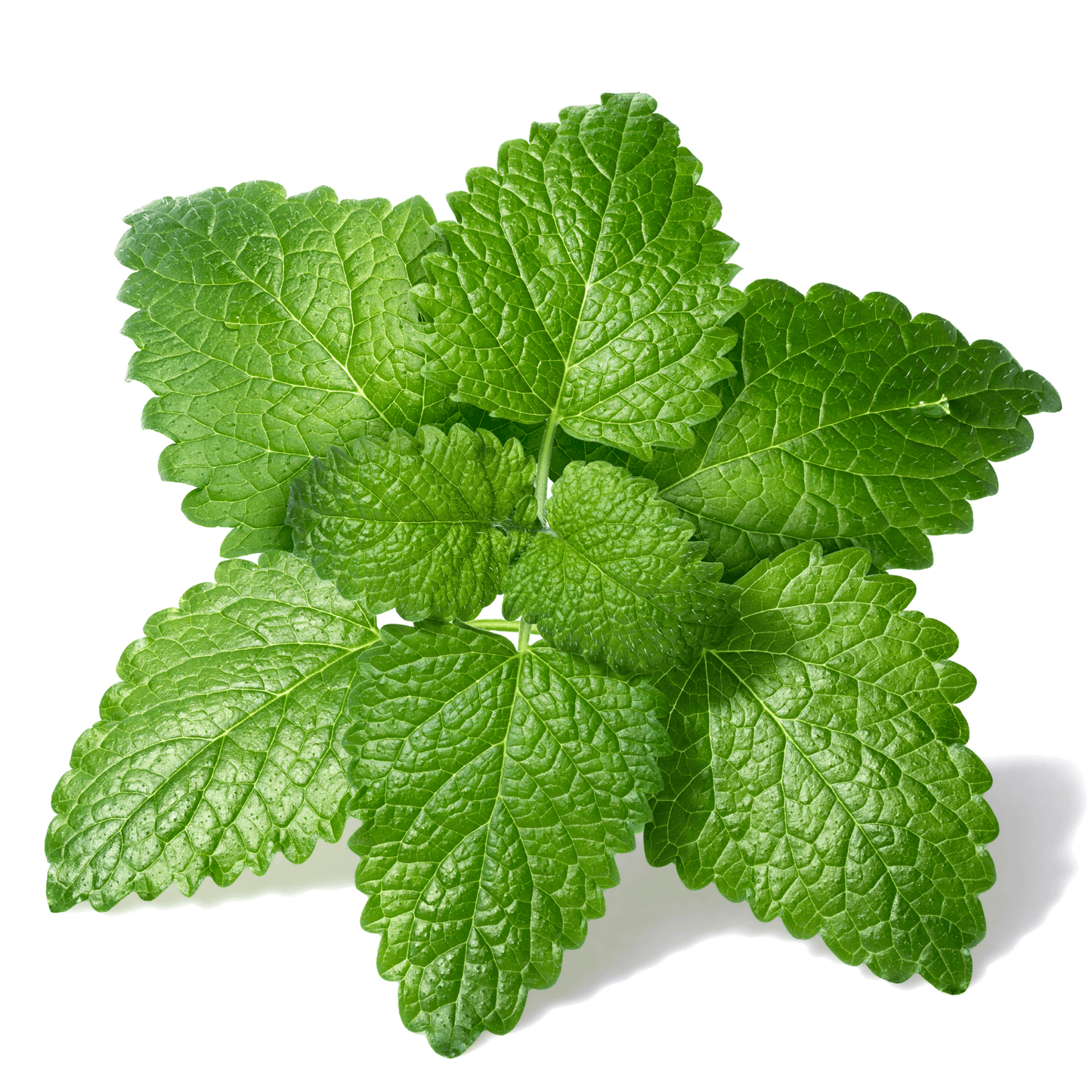 Lemon Balm - Hasty Roots