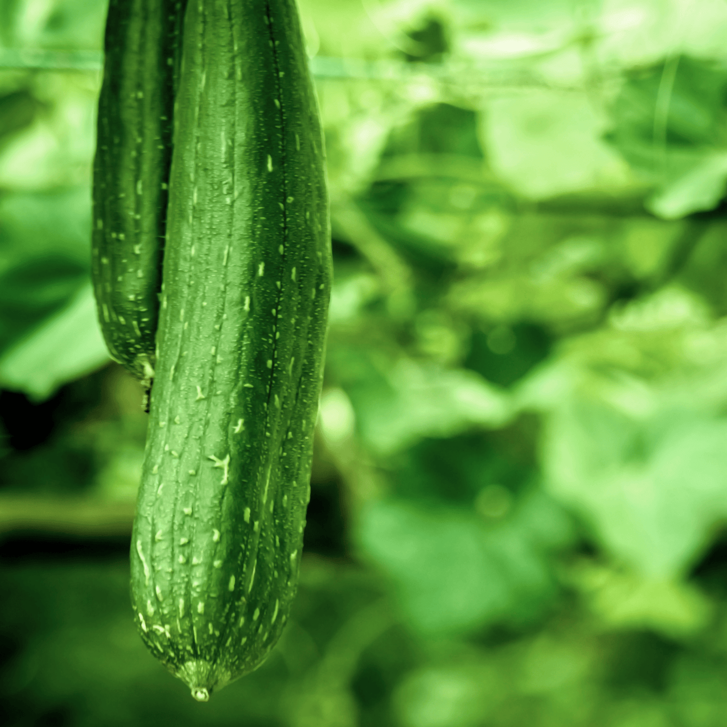 Luffa Sponge - Hasty Roots