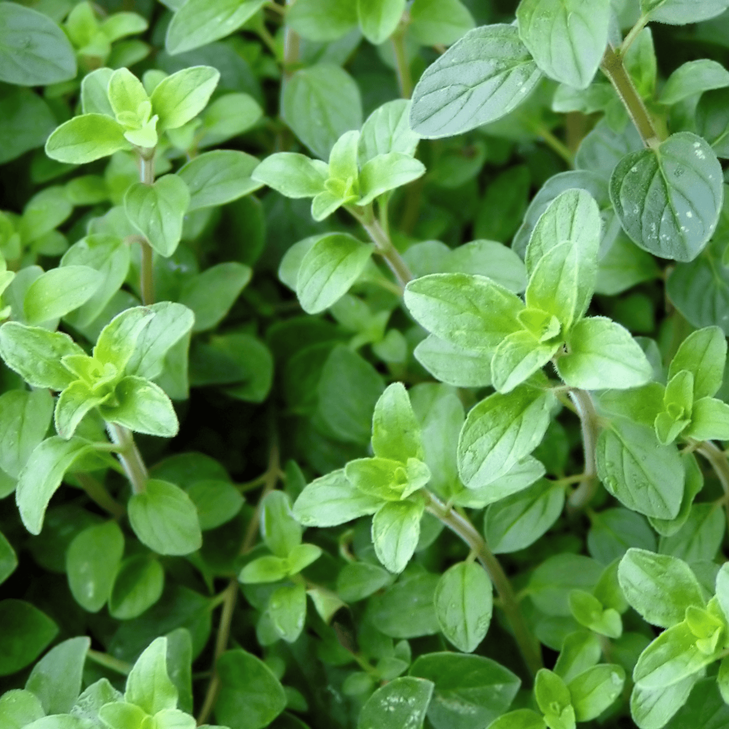 Oregano-Italian - Hasty Roots