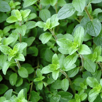 compare product Italian Oregano Seeds