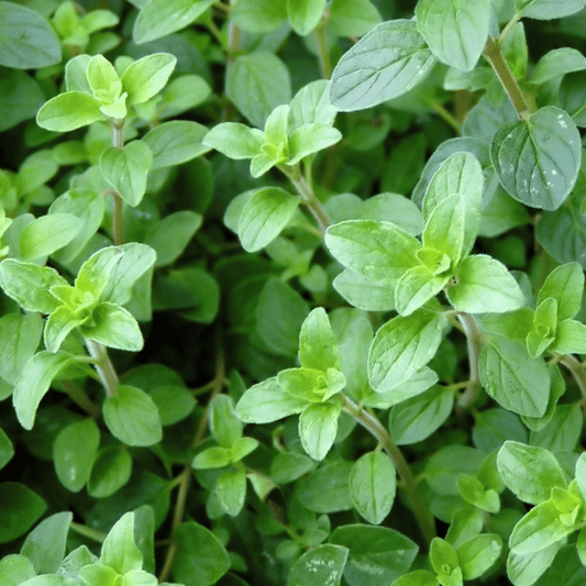 Oregano-Italian - Hasty Roots