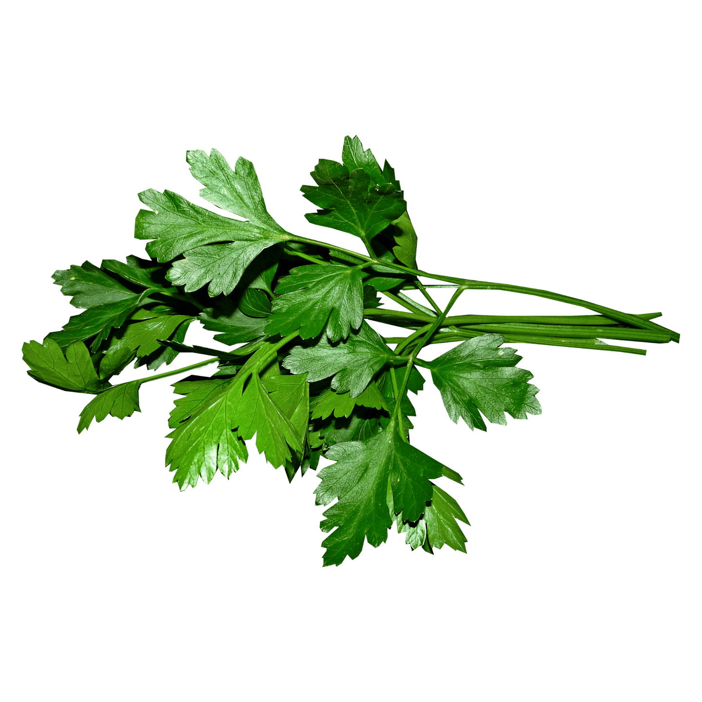Parsley Seeds - Hasty Roots