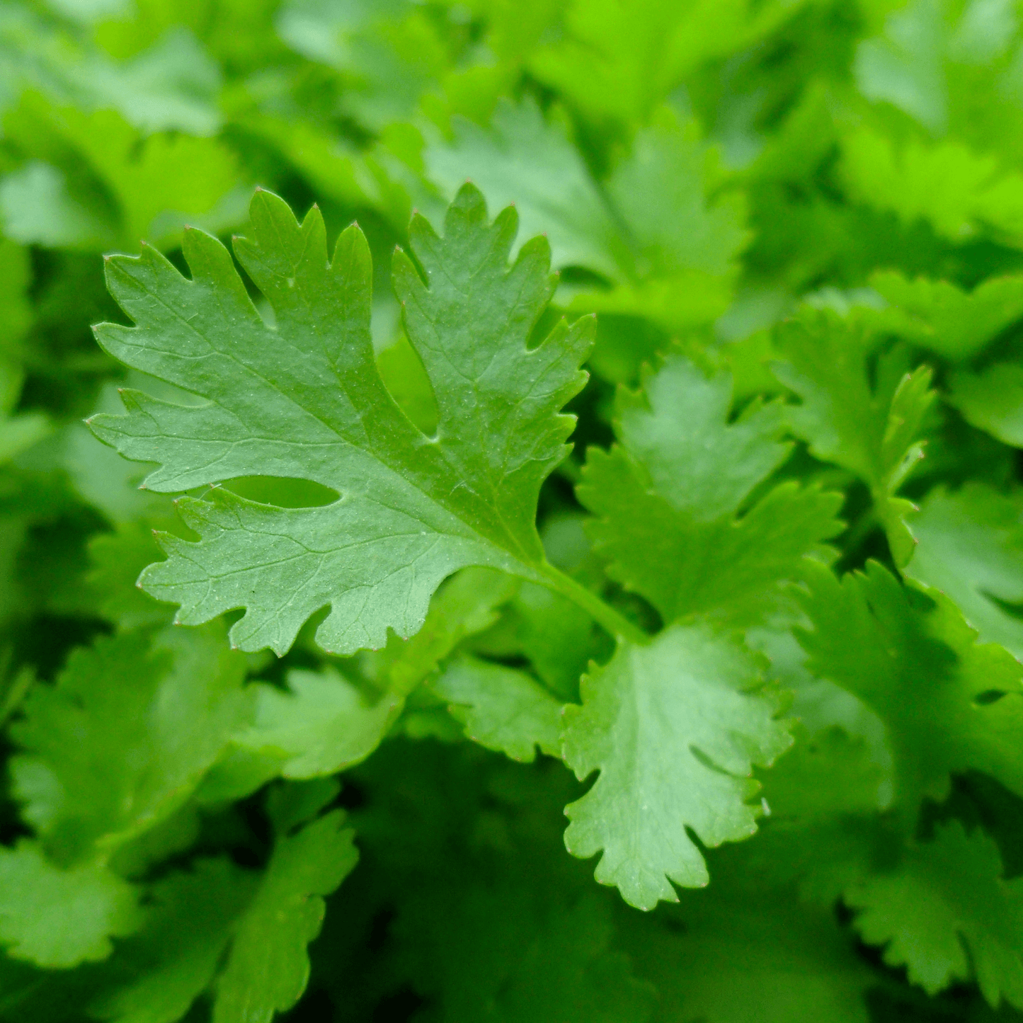 Parsley Seeds - Hasty Roots