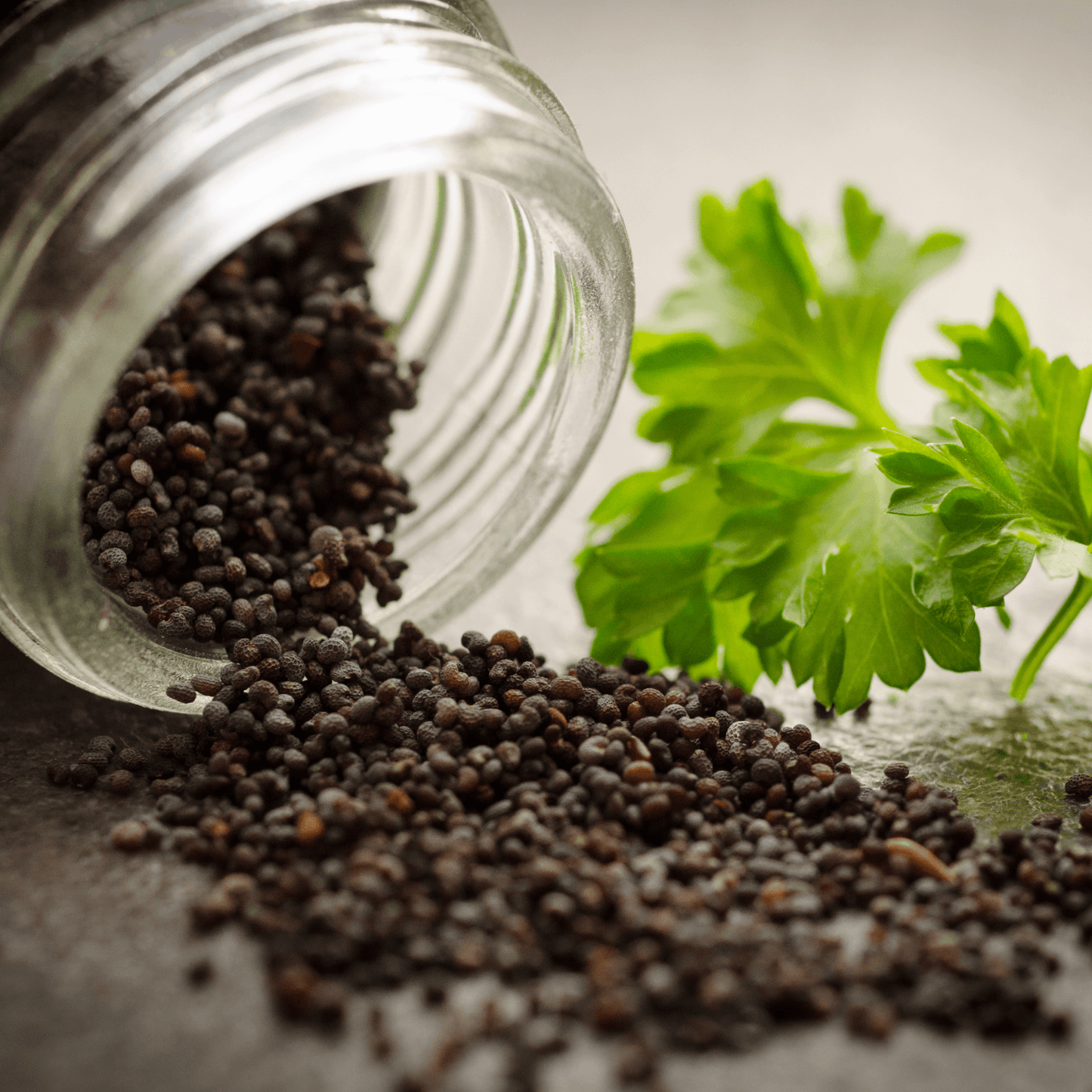 Parsley Seeds - Hasty Roots