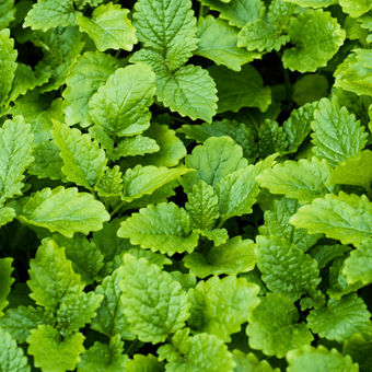 compare product Mentha Peppermint Seeds