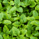 Peppermint-Mentha - Hasty Roots