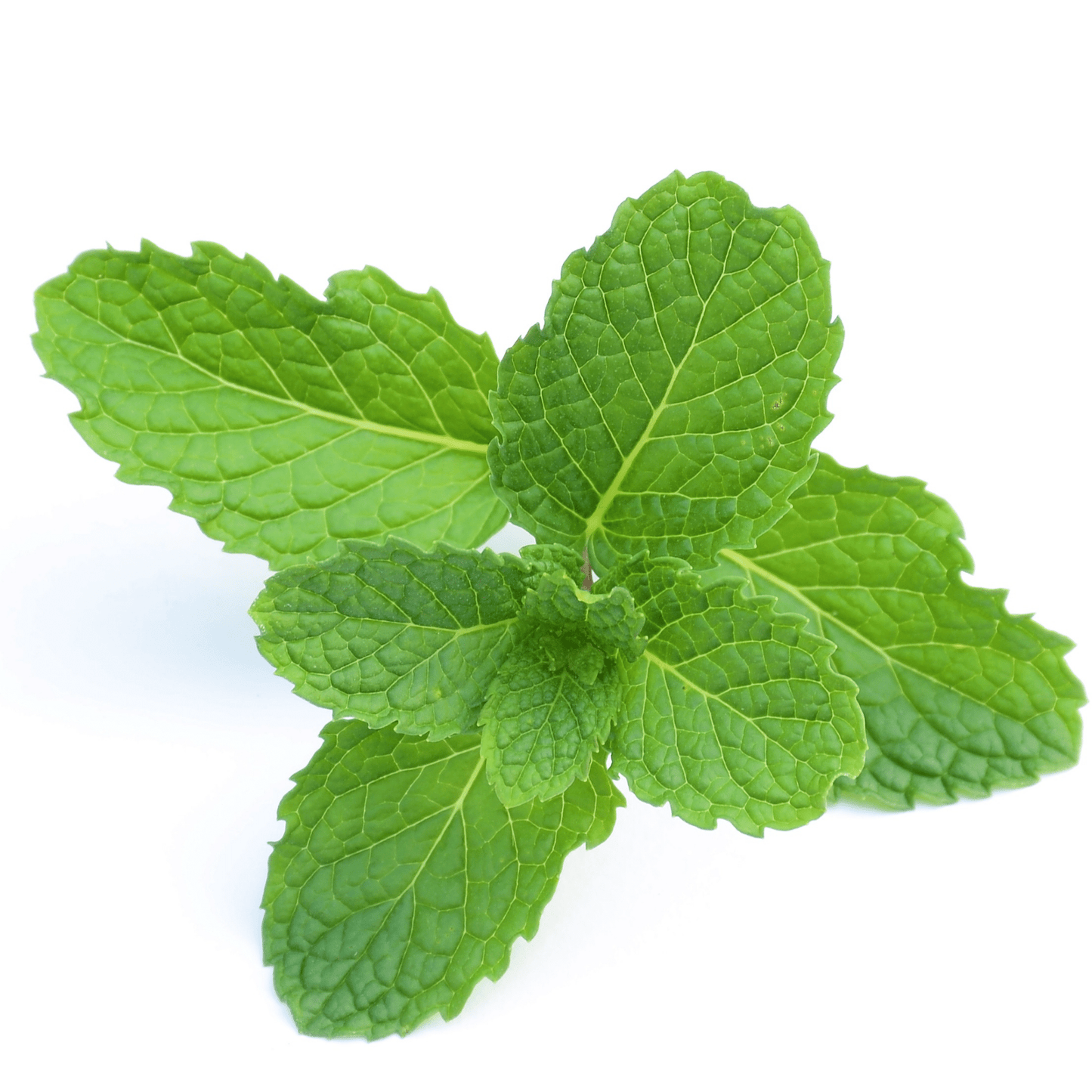 Peppermint-Mentha - Hasty Roots
