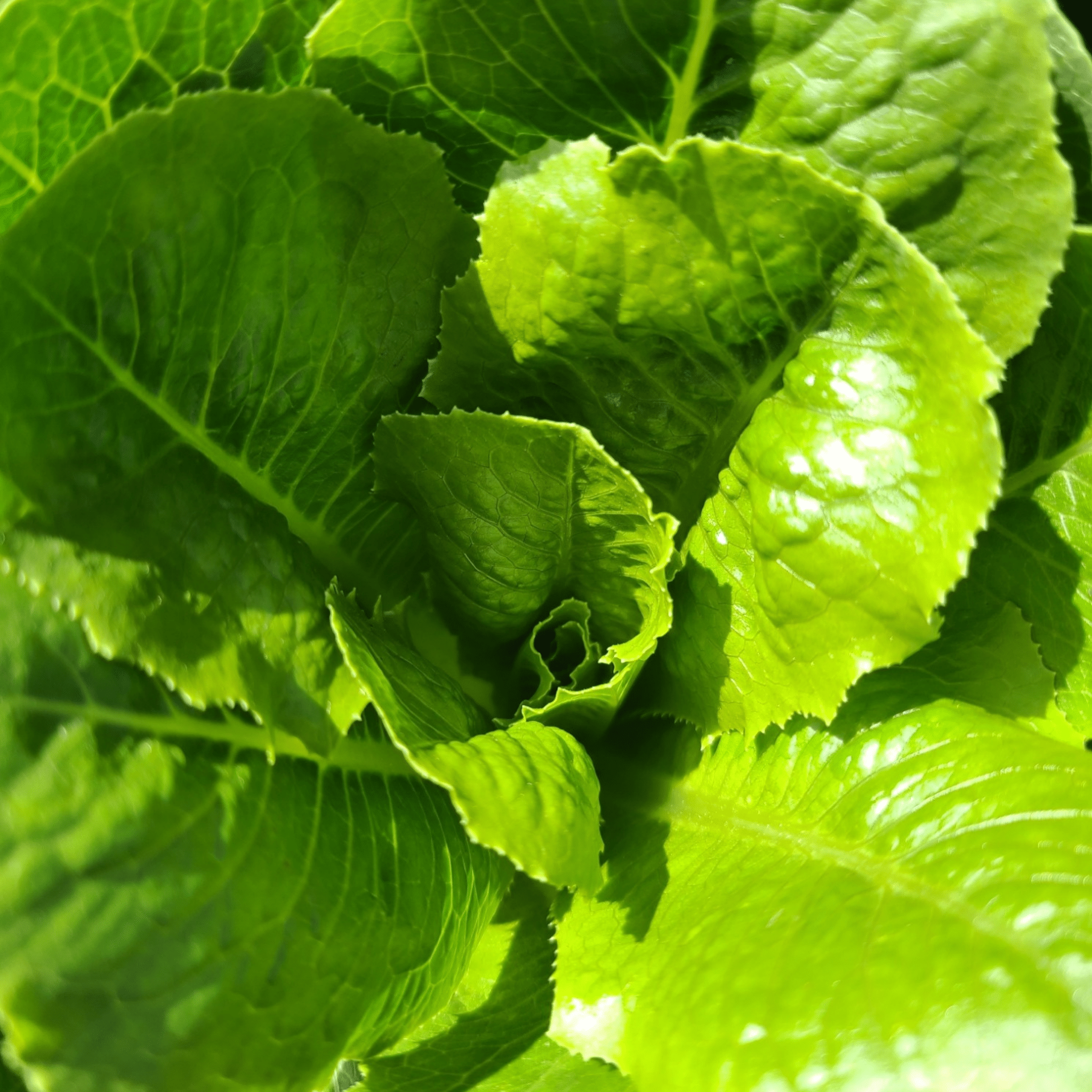 Romaine-Lettuce Jara - Hasty Roots