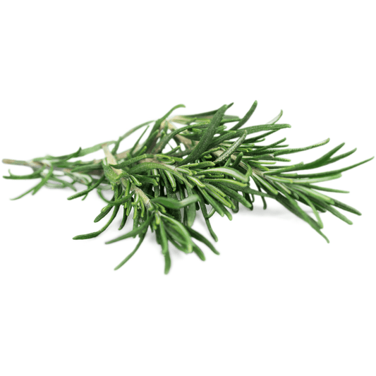 Rosemary Seeds