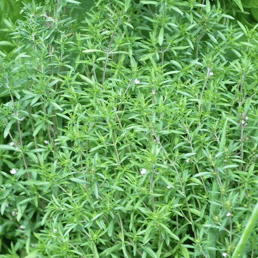 Summer Savory - Hasty Roots