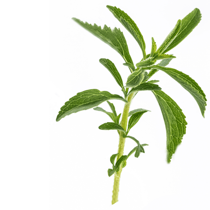 Summer Savory - Hasty Roots