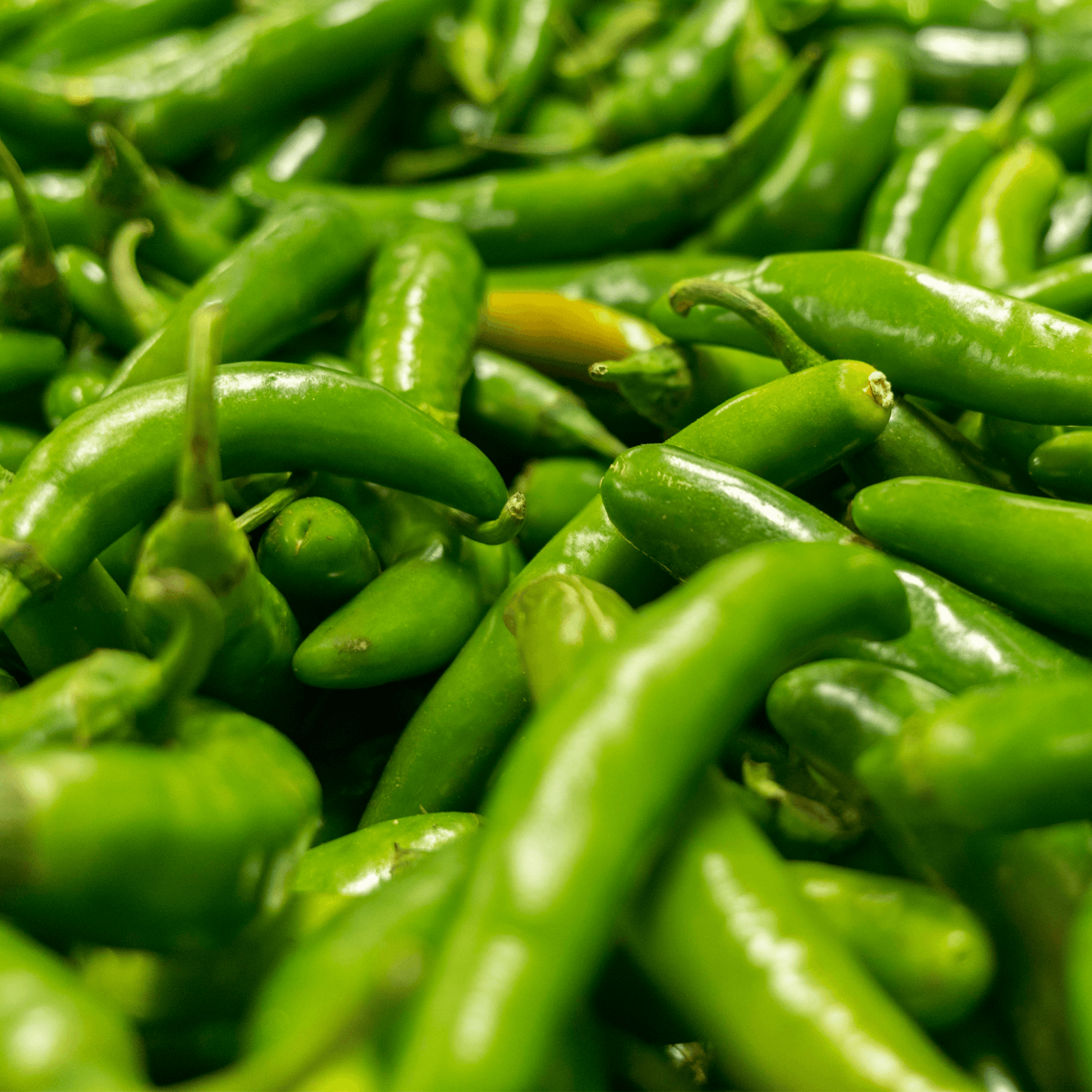 Serrano Peppers - Hasty Roots