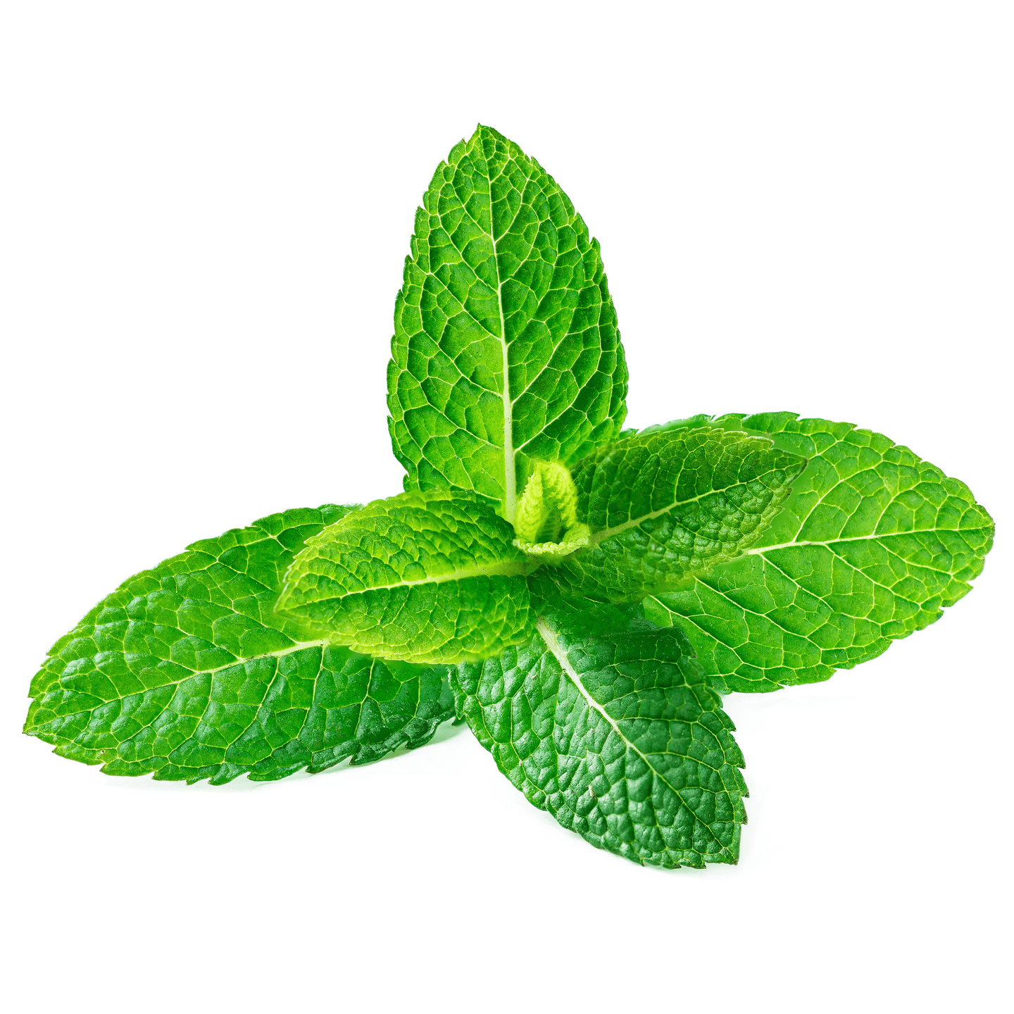 Spearmint - Hasty Roots