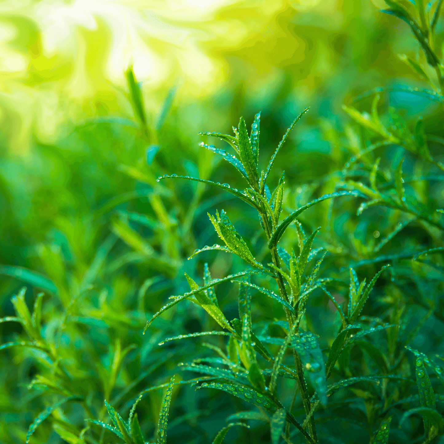 Tarragon - Hasty Roots