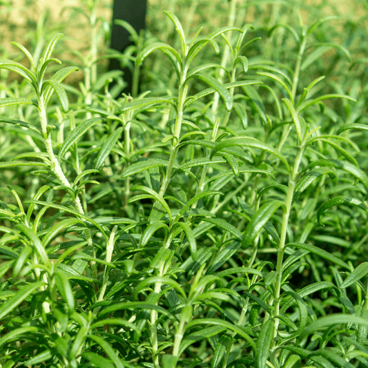 Thyme - Hasty Roots