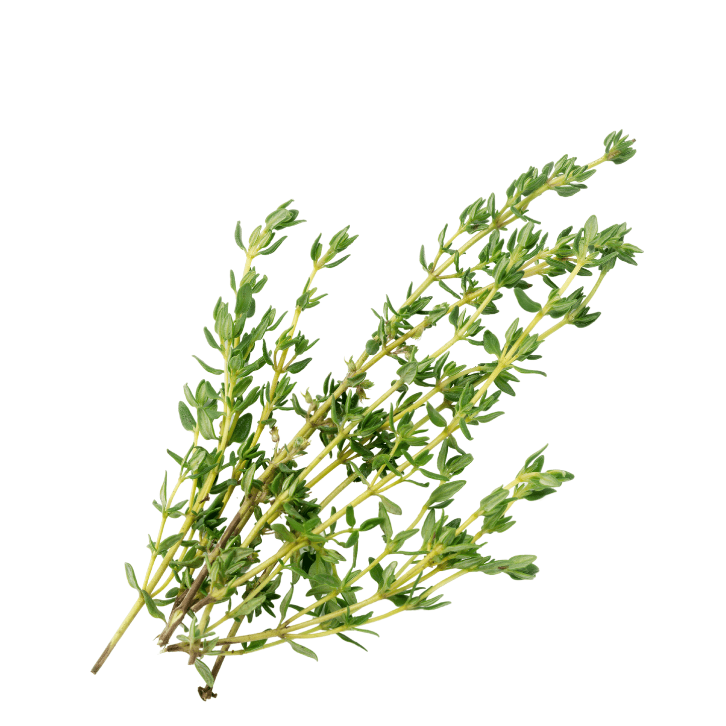 Thyme - Hasty Roots