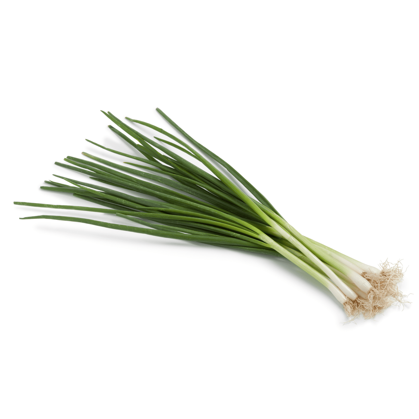 Tokyo Long White Bunching Onions - Hasty Roots