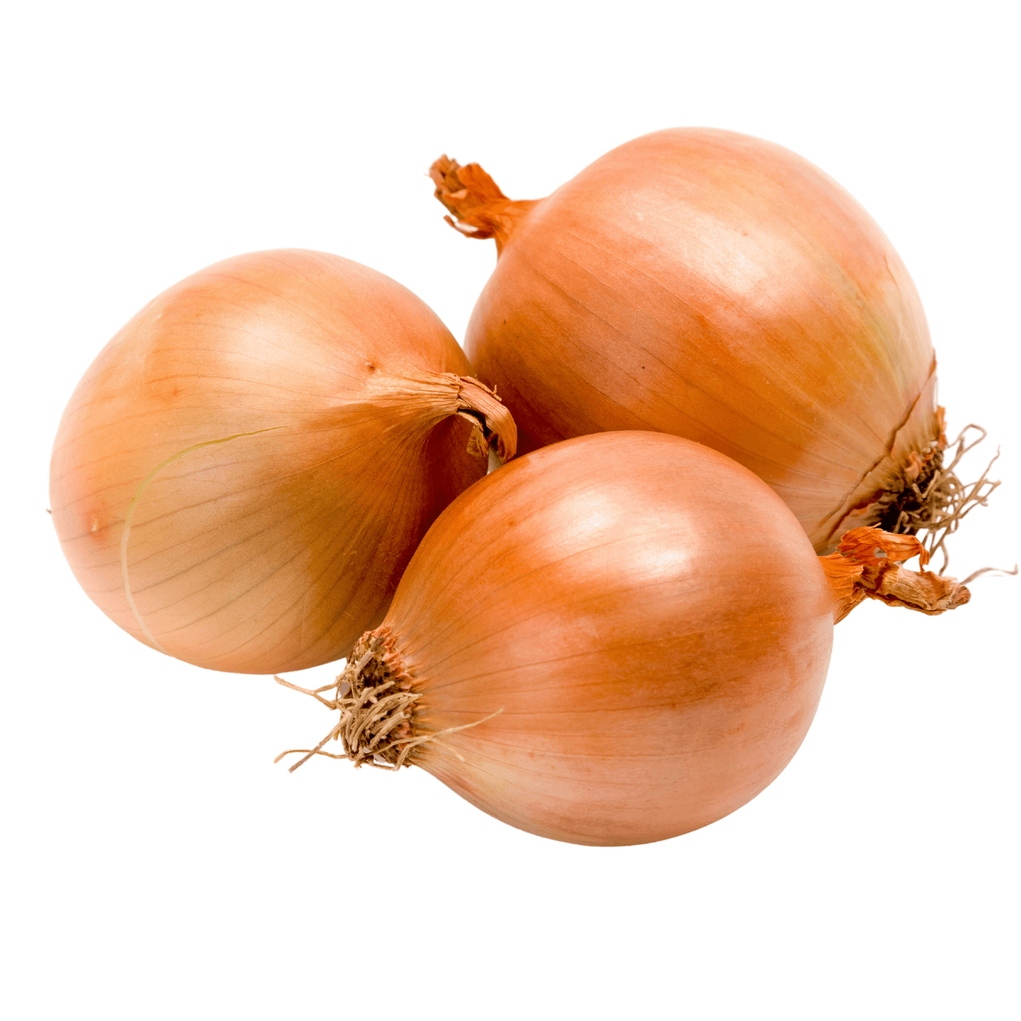 Yellow Onion-Texas Early Grano - Hasty Roots